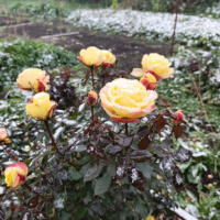 Ксения Лысенко