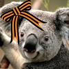 koala_lesnoy