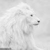 Белогривый Лев