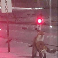 Влада Горбунова