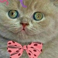 Александр Стышов