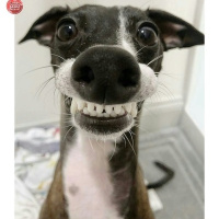 Натали Петрова