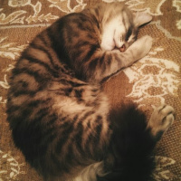 Дмитрий Конзерский