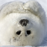 Seal Selkie