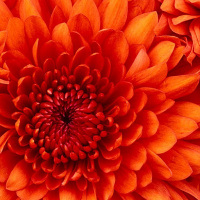 Вера Струкова