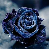 Никита Черняхович