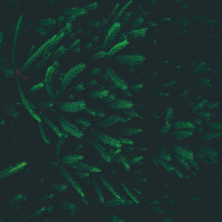 Алексей Мякиш