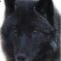 Алексей Гришанов