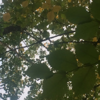 Ксения Сухова