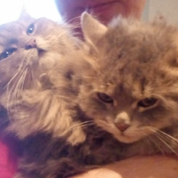 Константин Поджунас