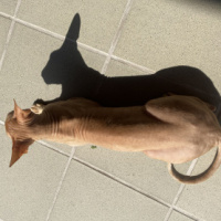 Алексей Сидоров