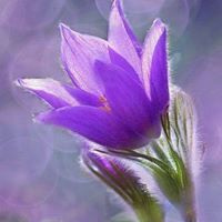 наталья сулейменова