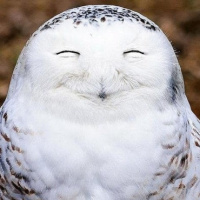 Happy owl