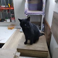 Мебельщик Бишкек