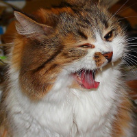 Владислав Верт