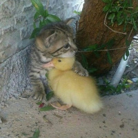 Сергей Тренин