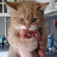 Гога Сафиков