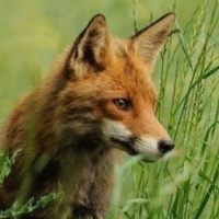 Алина Еремчук