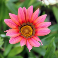 Ирина Русакова