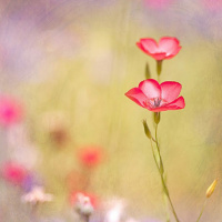 Оксана Агеева