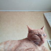 Водкин Фёдор