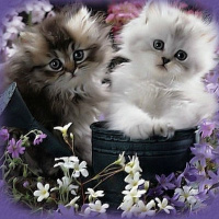 Злата Дякина