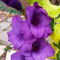 Екатерина Соколова