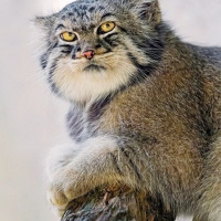 Виктория Евгеньевна