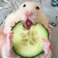 Коффи Миллер