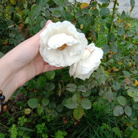 Светлана Схоменко