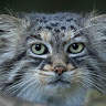 Manul