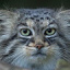 Manul