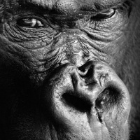 Резо Лалиев