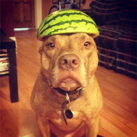 Макс Судоплатов