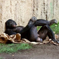 Володя Шарапов