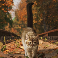 Елена Николаева