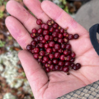 Юнус Акамов