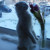 Ирина Морозова