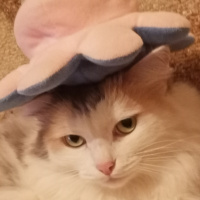 Жанна Волкова