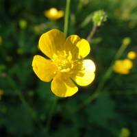 Марина Лютикова