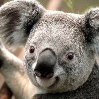 Анна Бликсэн