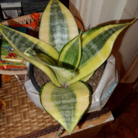 марина горголь