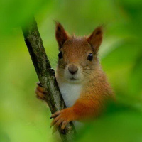 Надя Надежда