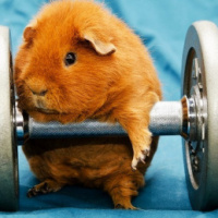 лев новиков