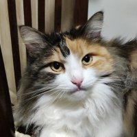 Фуад Имадинов