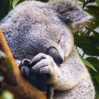 Оксана Годунова