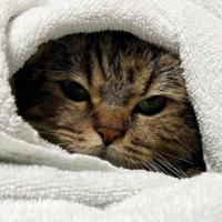 مكسيم لياشكو