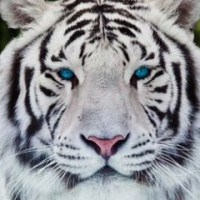 Светлана Сюракшина