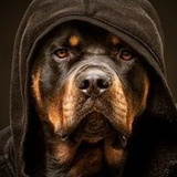 Rott Weiler