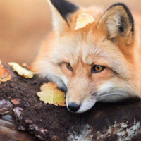 Ольга Лисицына